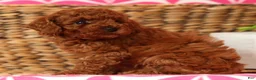 Cavapoo dogs for sale: Samantha - Ad 8