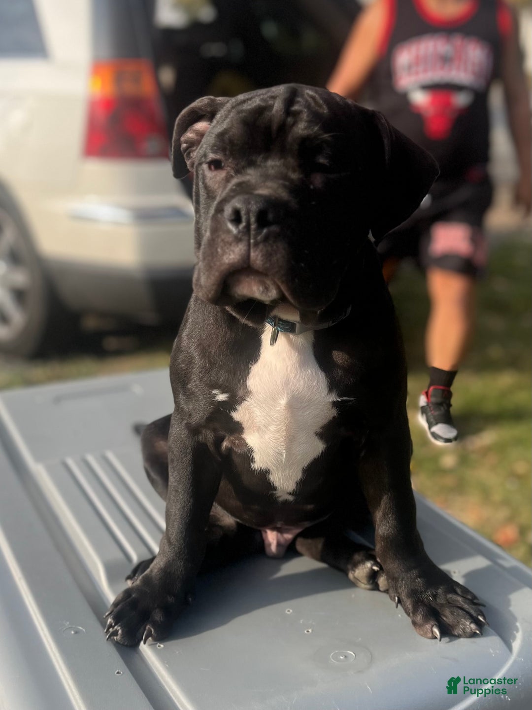 American Bully dogs for sale:  Puppy 1 - Ad 3