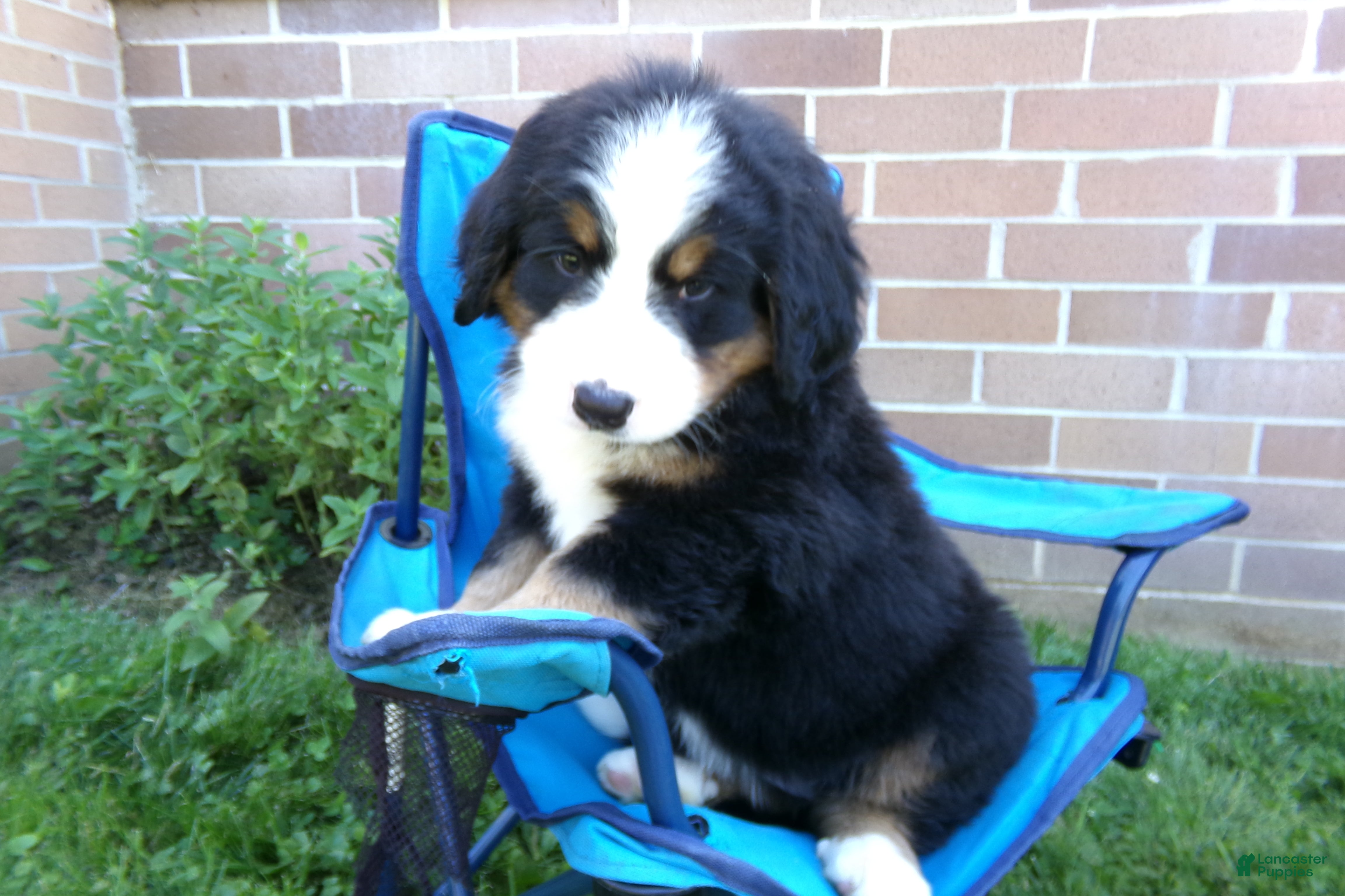 Bernese Mountain Dog dogs Tea Cup - Ad 2