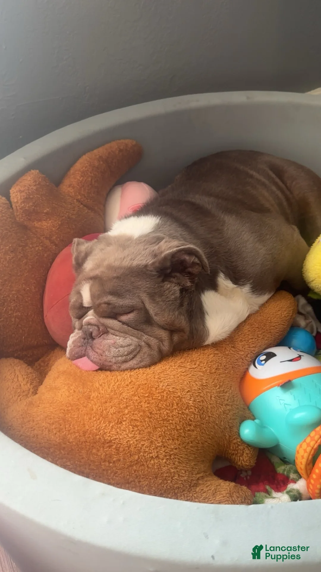 English Bulldog dogs for sale: Reggie  - Ad 1