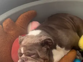 English Bulldog dogs Reggie - Ad 34