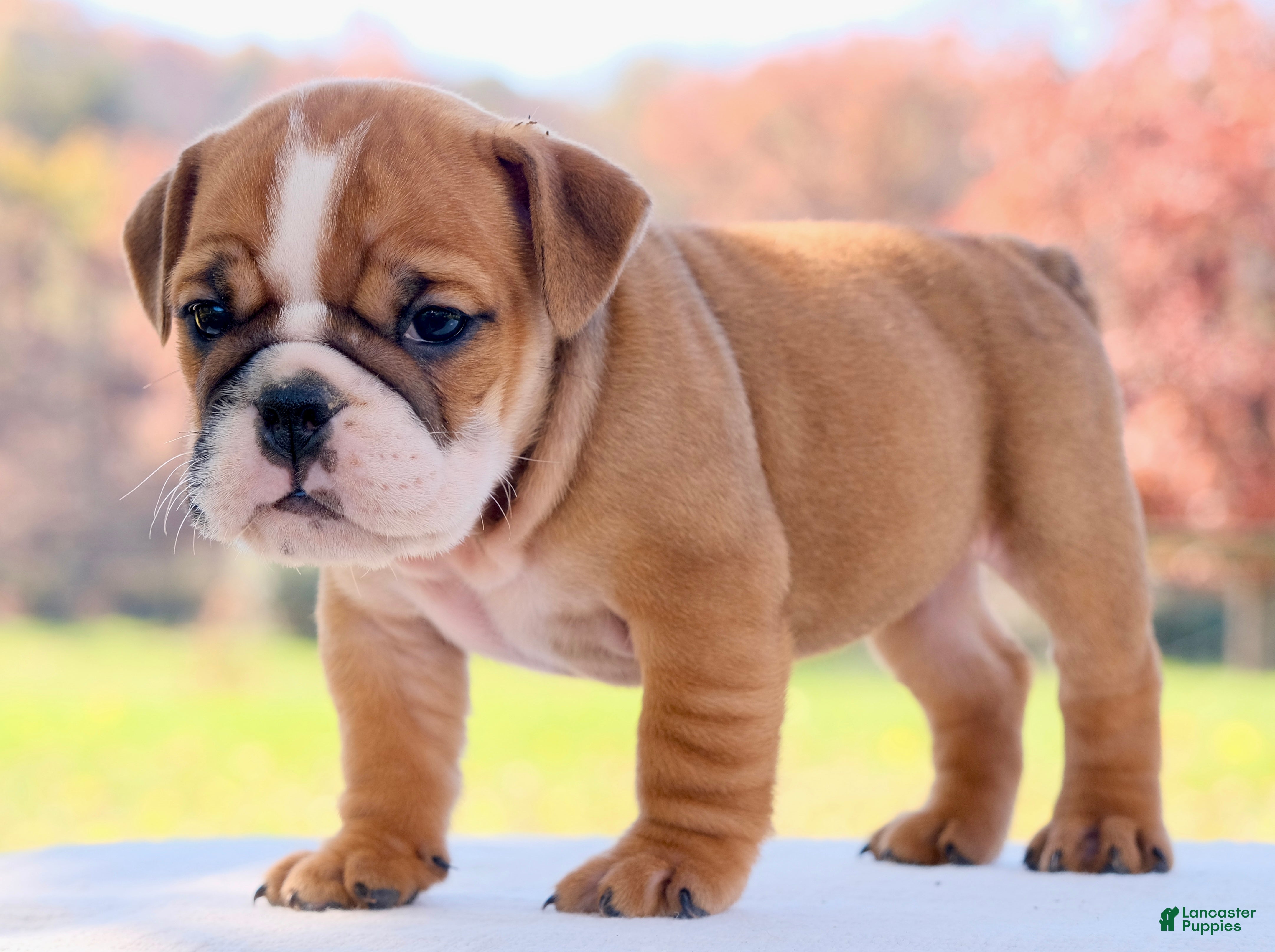 English Bulldog dogs for sale: Poppy - Ad 2
