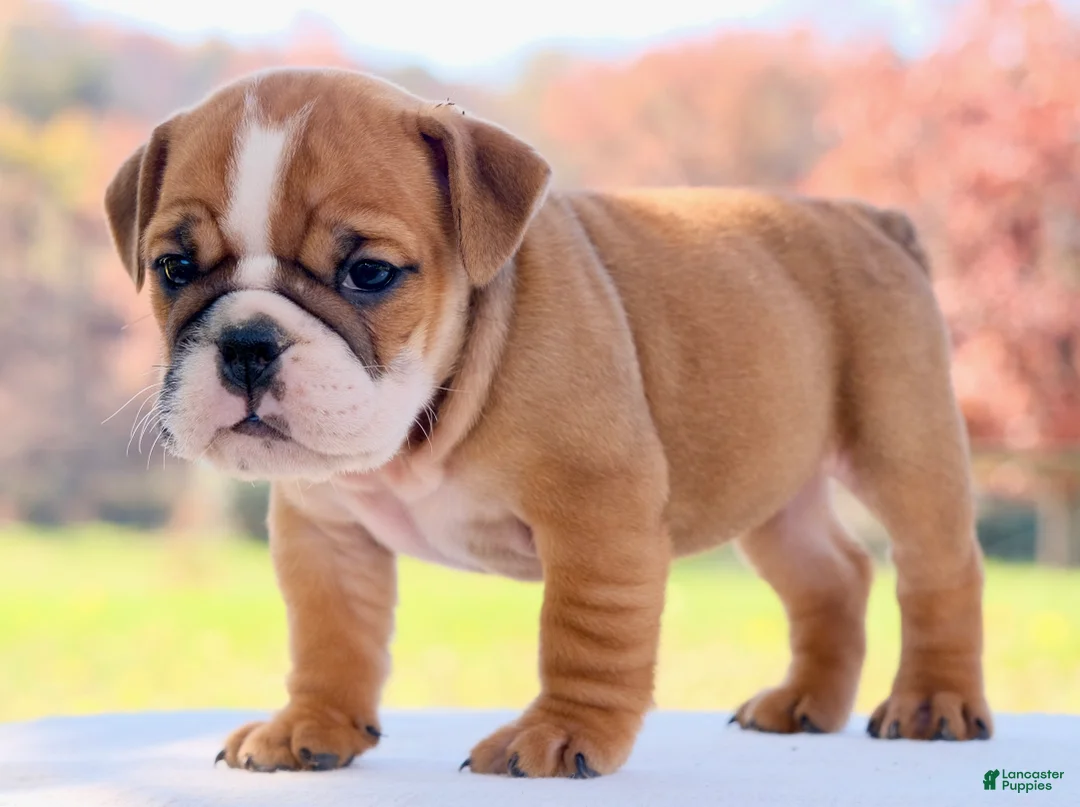 English Bulldog dogs for sale: Poppy - Ad 2