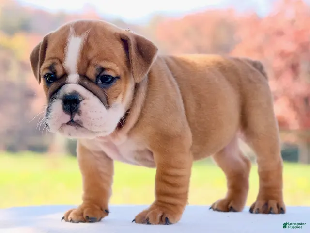 English Bulldog dogs for sale: Poppy - Ad 2