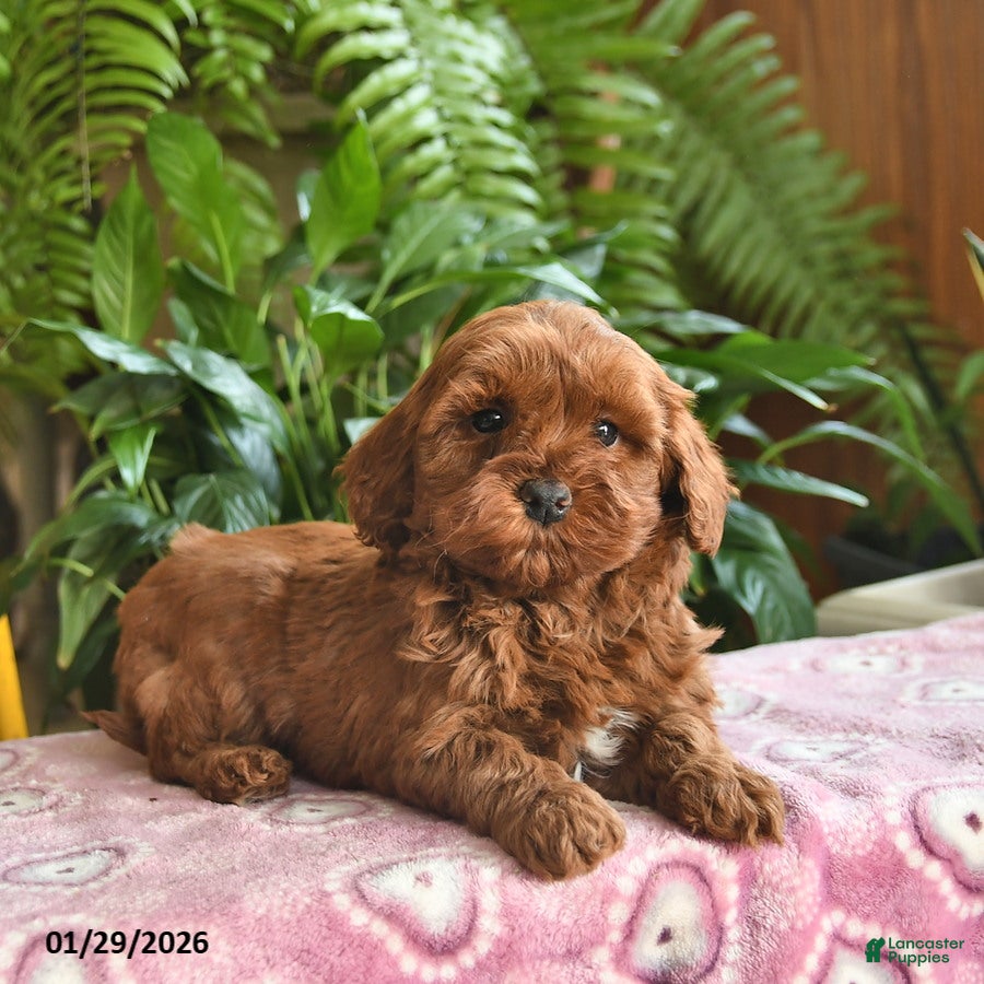 Mini Goldendoodle dogs Fern  - Ad 2