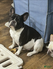 French Bulldog dogs Lilac Fawn Masked Male - Ad 2