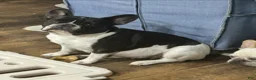 French Bulldog dogs for sale: Merle Female - Ad 2