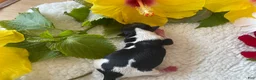 Biewer Terrier dogs for sale: Mochi - Ad 5