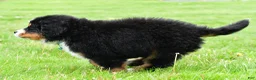 Bernese Mountain Dog dogs for sale: Ronnie - Ad 4
