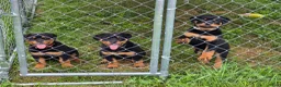Rottweiler dogs for sale: Brown  - Ad 5