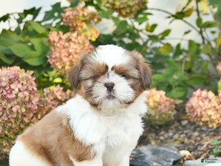 Shih Tzu dogs - Ad 42