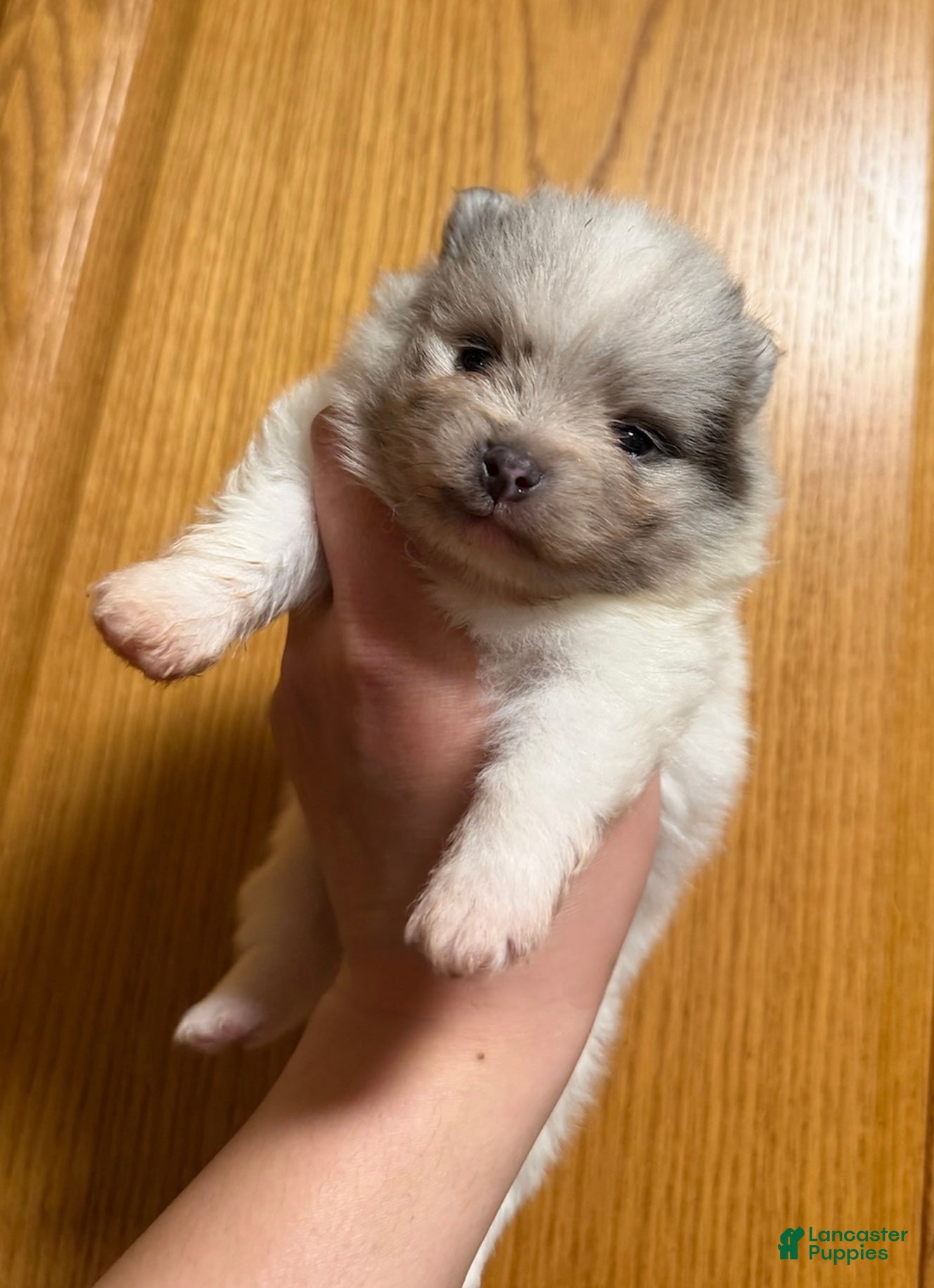 Pomeranian dogs Pomeranian Puppy 1 - Ad 1