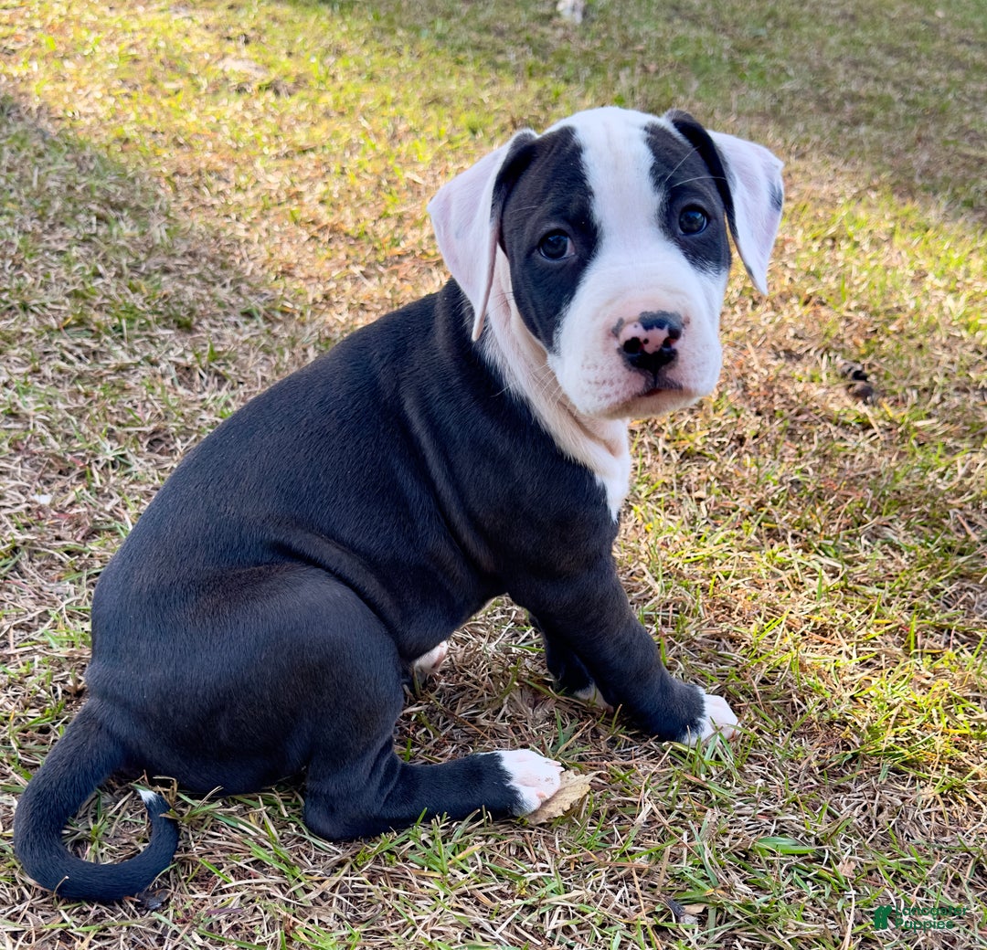 Adoptable Jack Russell Terrier Dogs | Chewy.com, image size:1080x1040