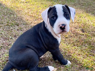 American Pit Bull Terrier dogs Bella - Ad 21