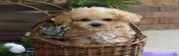 Maltipoo dogs for sale: Ethan  - Ad 12