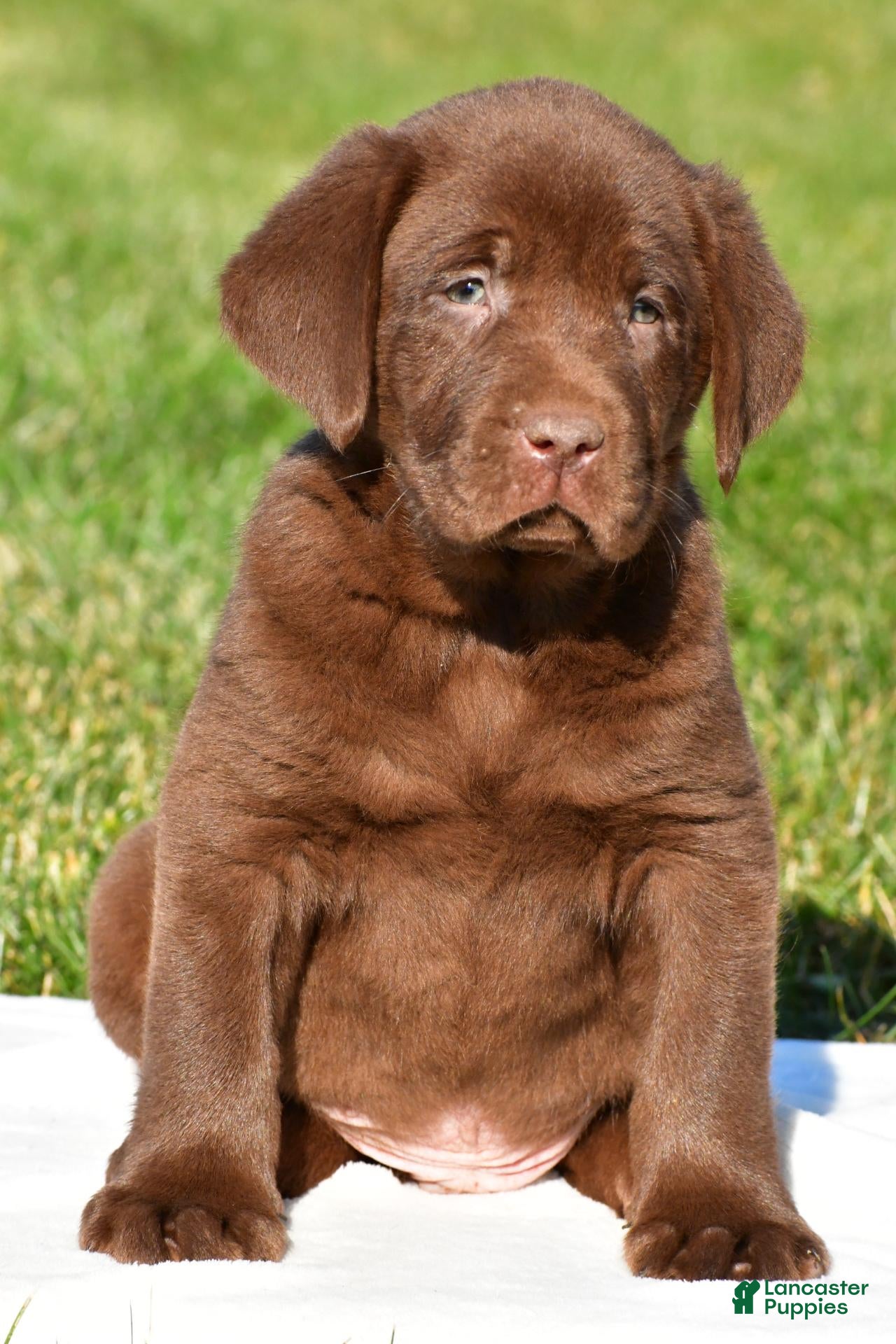 Labrador Retriever dogs for sale: Diesel - Ad 1