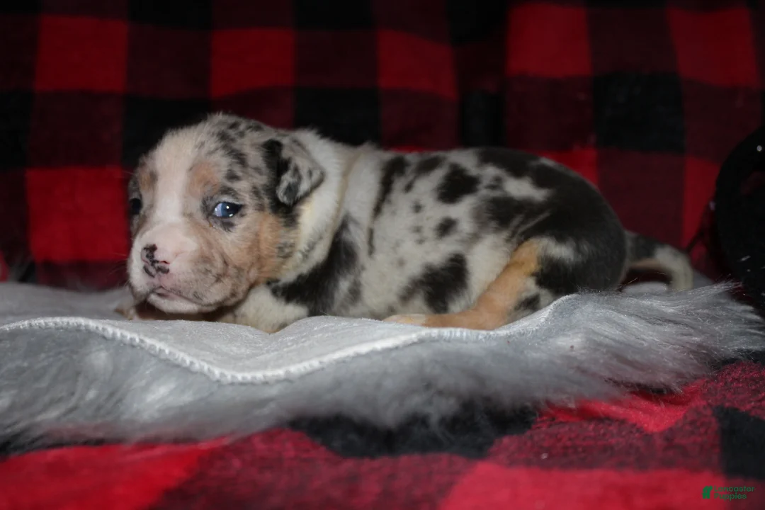 American Bully dogs for sale: Missy - Ad 3