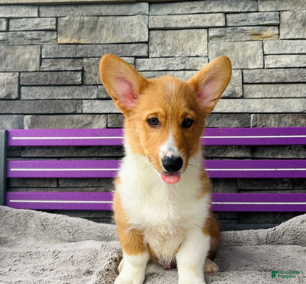 Welsh Corgi Pembroke dogs Danny Welsh Corgi Pembroke Puppy  - Ad 2