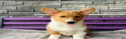 Welsh Corgi Pembroke dogs for sale: Danny Welsh Corgi Pembroke Puppy  - Ad 2