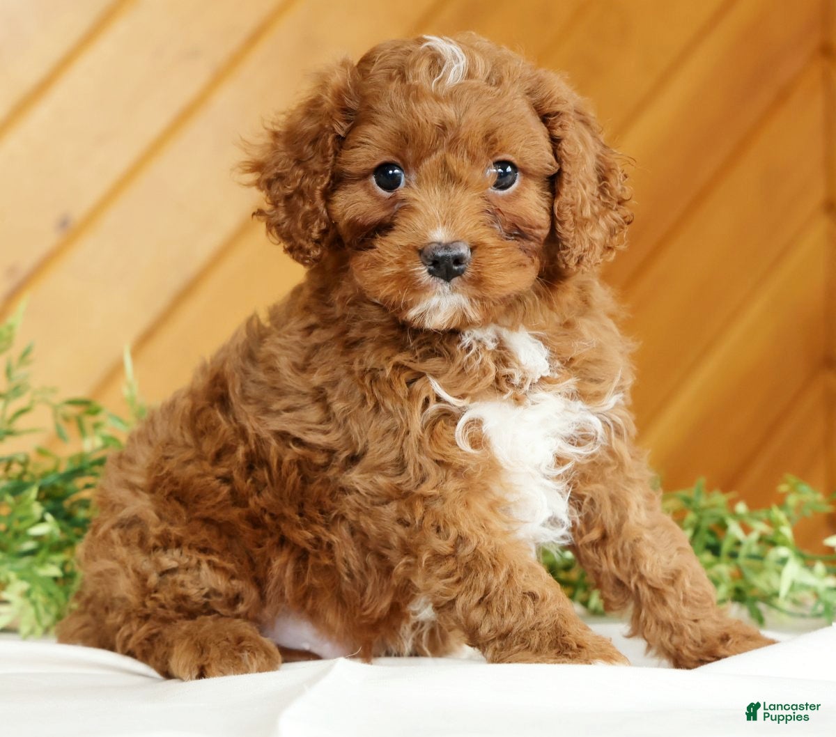 Cavapoo dogs Maverick - Ad 2