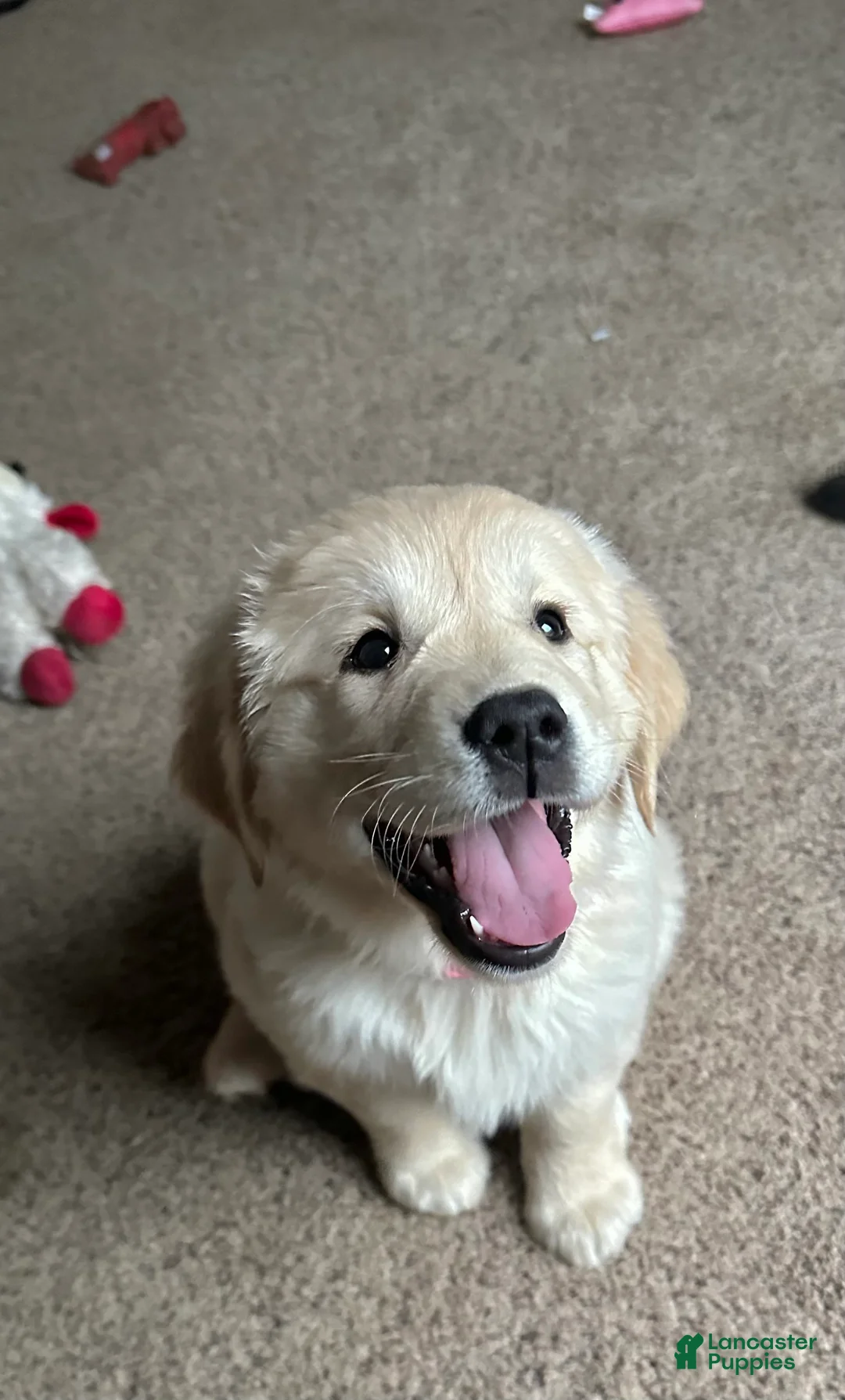 Golden Retriever dogs for sale: Golden Retriever Puppy 1 - Ad 5