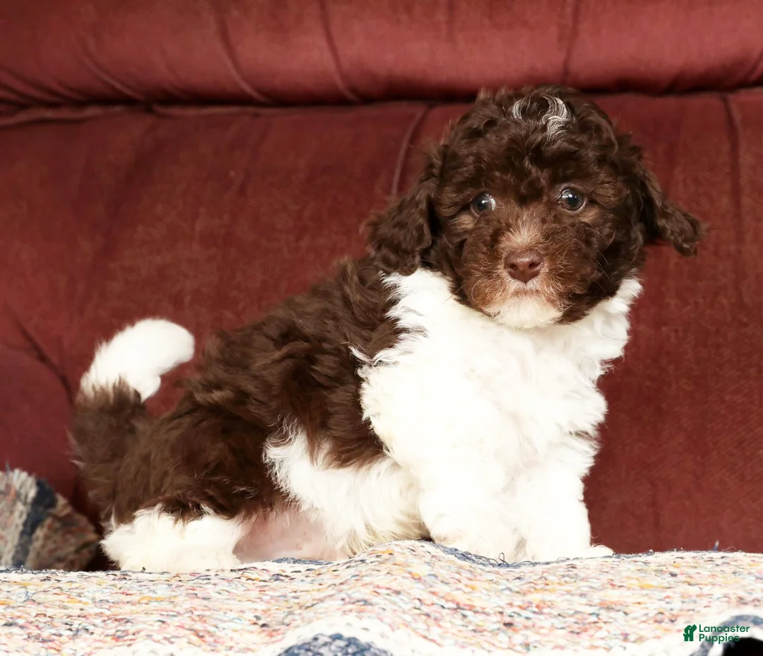 Havapoo dogs for sale: Banjo - Ad 8