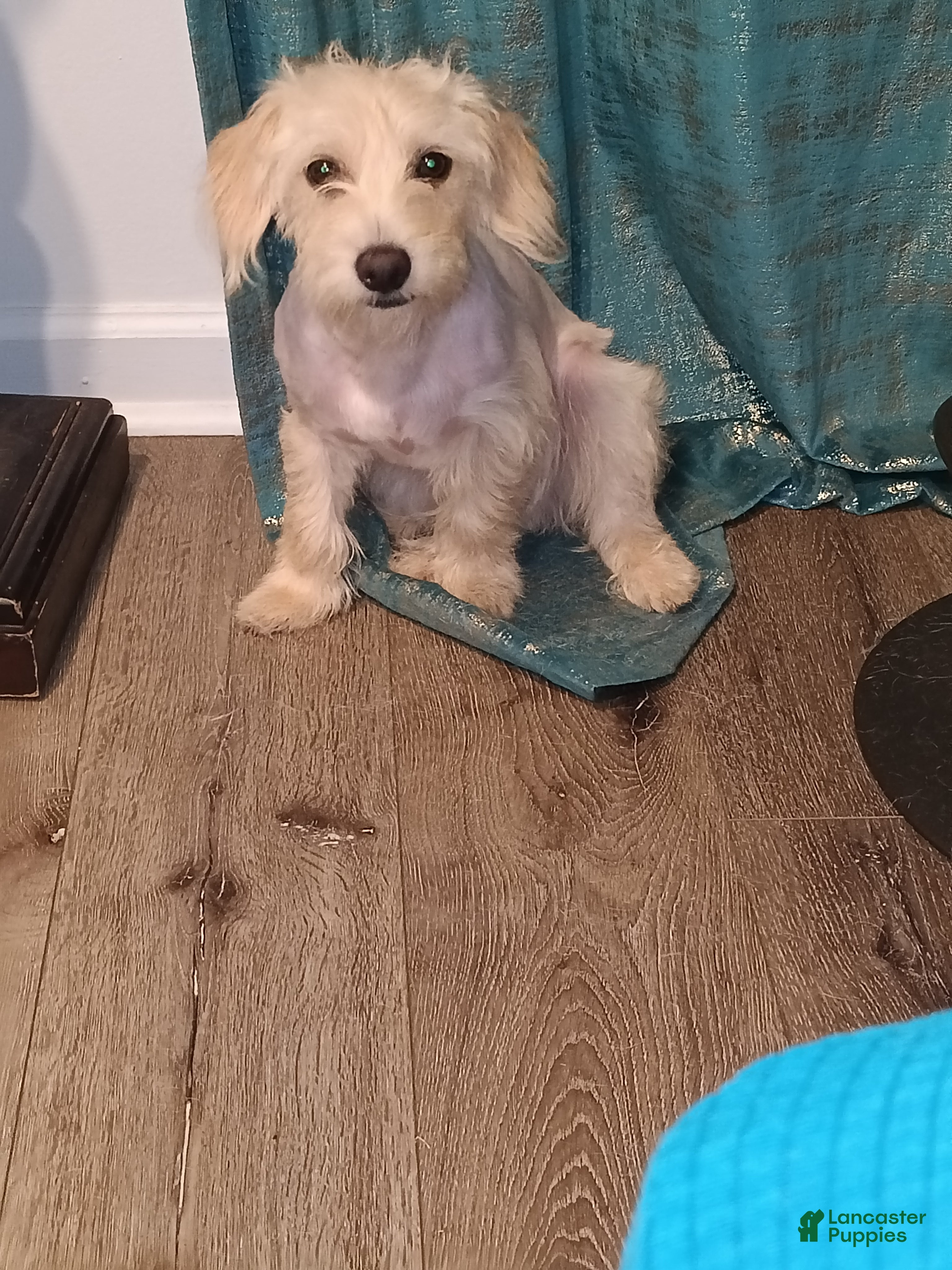 Maltipoo dogs Maltipoo Puppy 3 - Ad 1