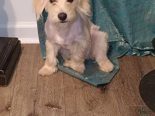 Maltipoo dogs Maltipoo Puppy 3 - Ad 1