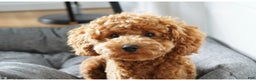 Mini Goldendoodle dogs for sale: Mini Goldendoodle Puppy 1 - Ad 2