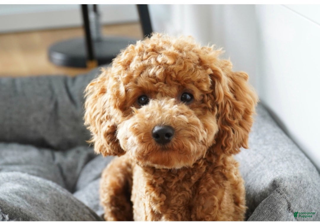 Mini Goldendoodle dogs for sale: Mini Goldendoodle Puppy 1 - Ad 2