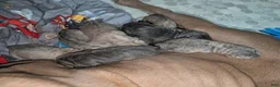 Cane Corso dogs for sale: Cane Corso 10 - Ad 4