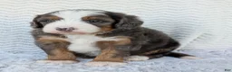 Mini Bernedoodle dogs for sale: Mini Louie  - Ad 16