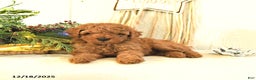 Toy Poodle dogs for sale: Bambi - Ad 2