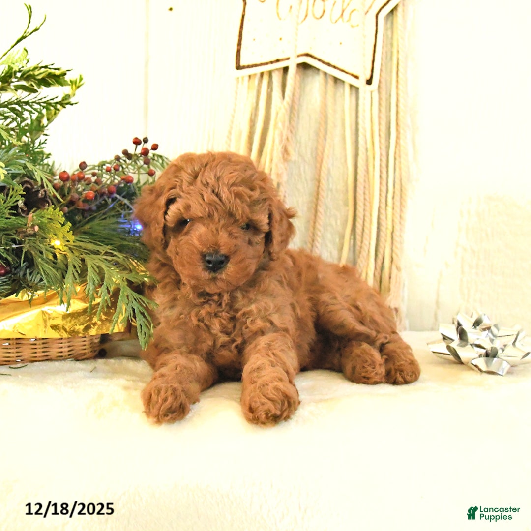 Toy Poodle dogs for sale: Bambi - Ad 2