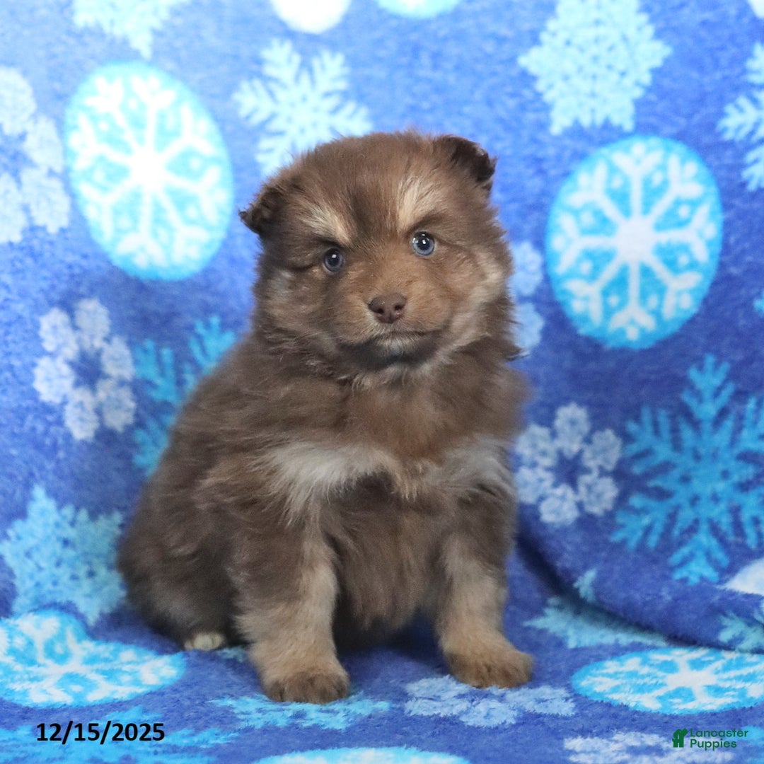 Pomsky dogs for sale: Fluffy - Ad 5