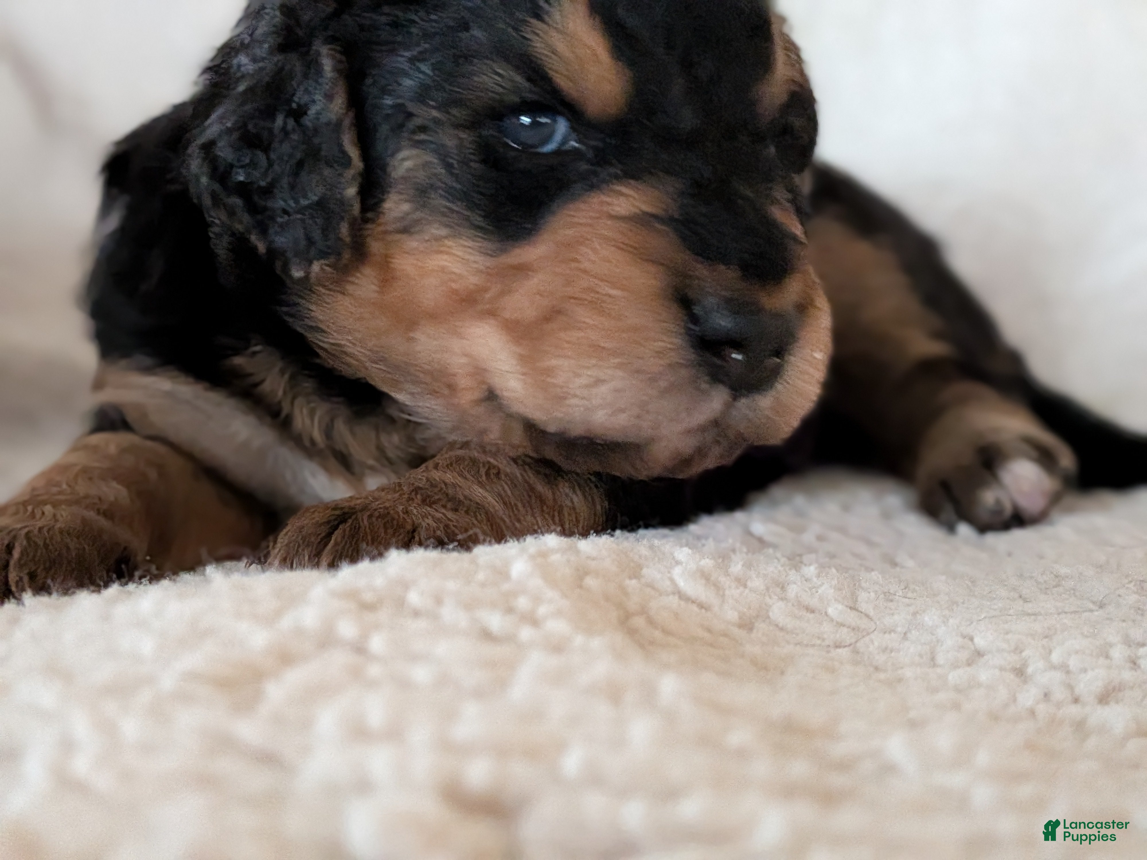 Mixed Breed dogs Dusty  - Ad 35
