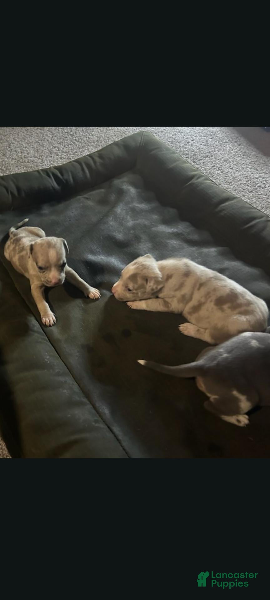 American Bully dogs for sale: American Bully 1 - Ad 1