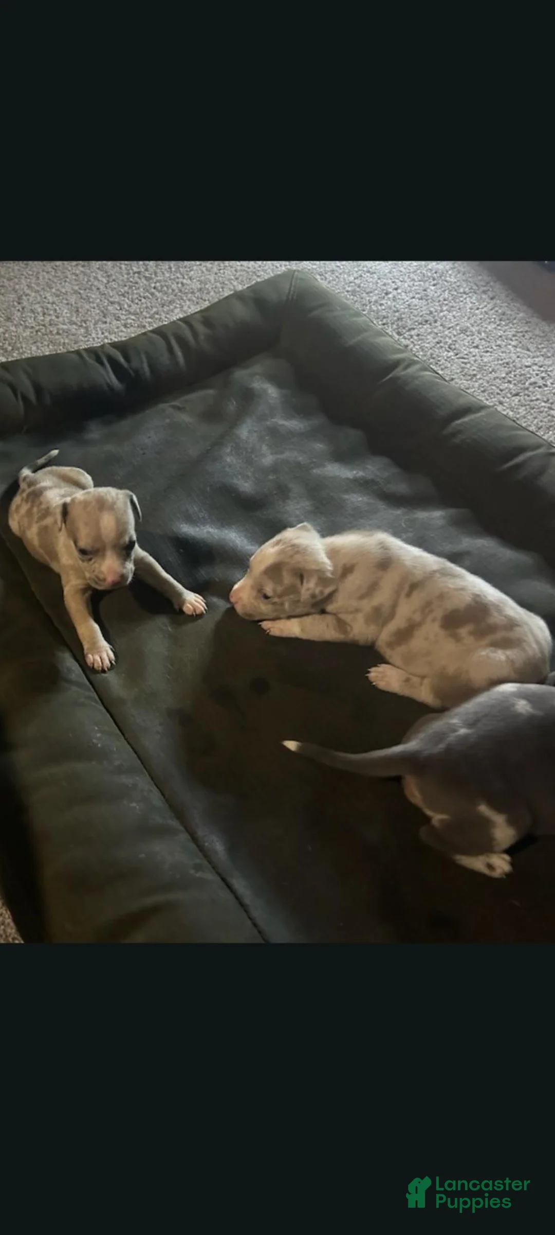 American Bully dogs for sale: American Bully 1 - Ad 1