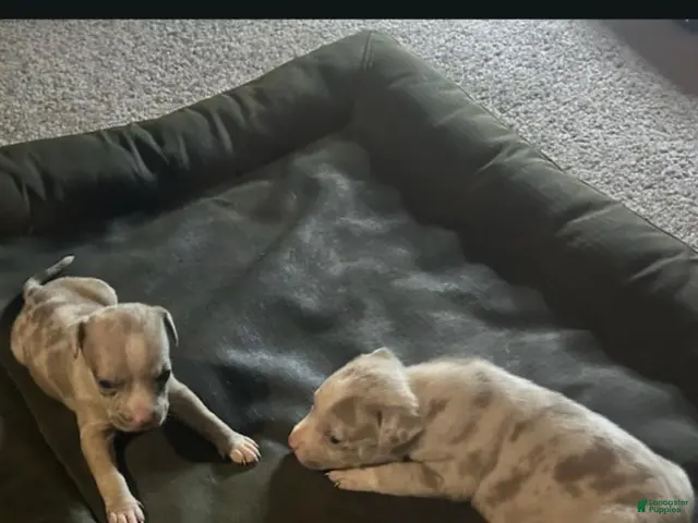 American Bully dogs for sale: American Bully 1 - Ad 2
