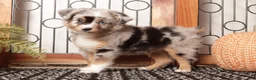 Miniature Australian Shepherd dogs for sale: River - Mini Aussie  - Ad 4