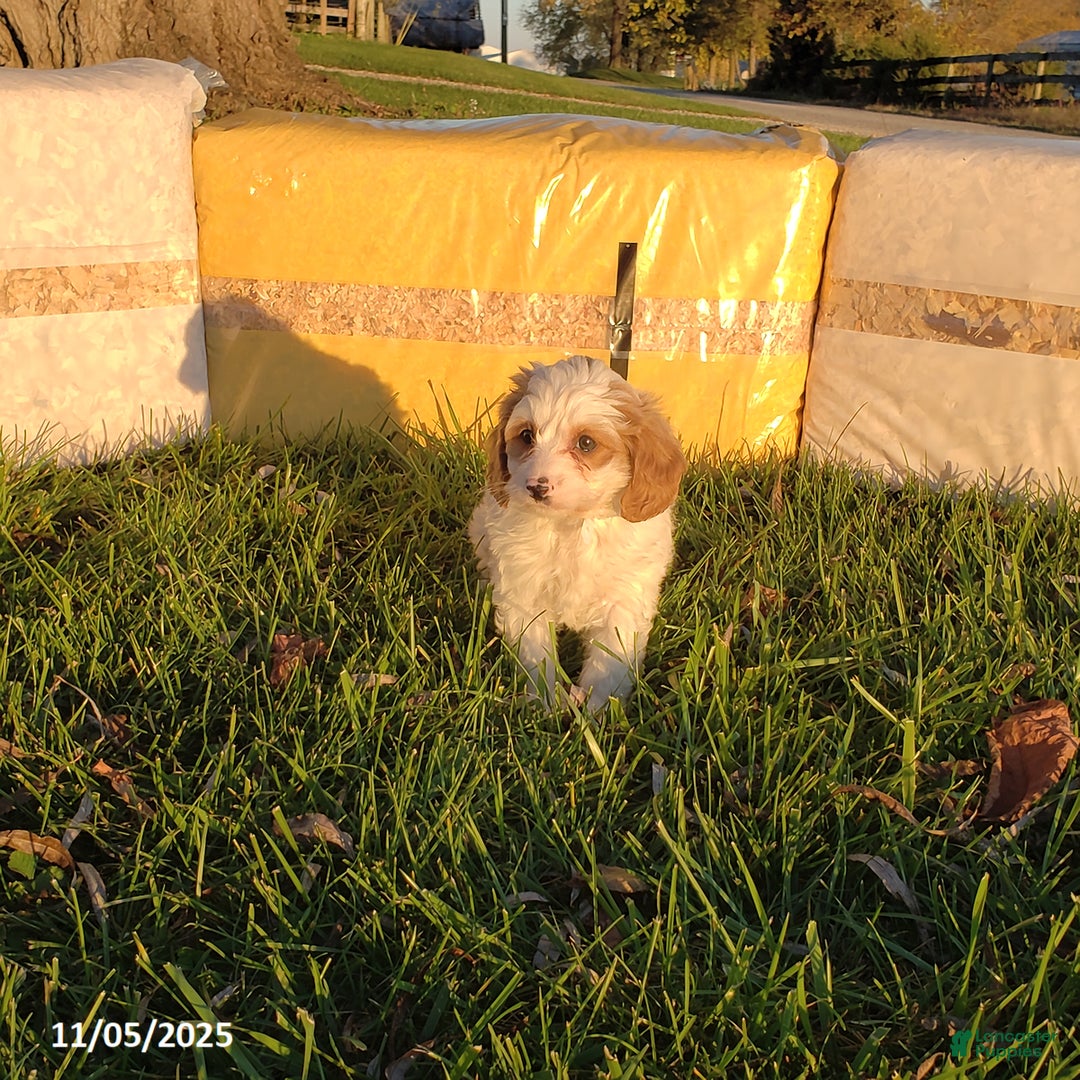 Cavapoo dogs for sale: Cody - Ad 3