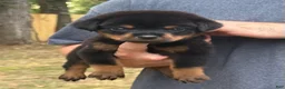 Rottweiler dogs for sale: REMUS - Ad 3