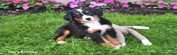 Bernese Mountain Dog dogs for sale: Riley - Ad 4