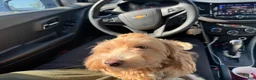 Havapoo dogs for sale: Havapoo Puppy 4 - Ad 2