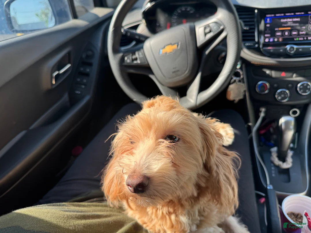 Havapoo dogs for sale: Havapoo Puppy 4 - Ad 2