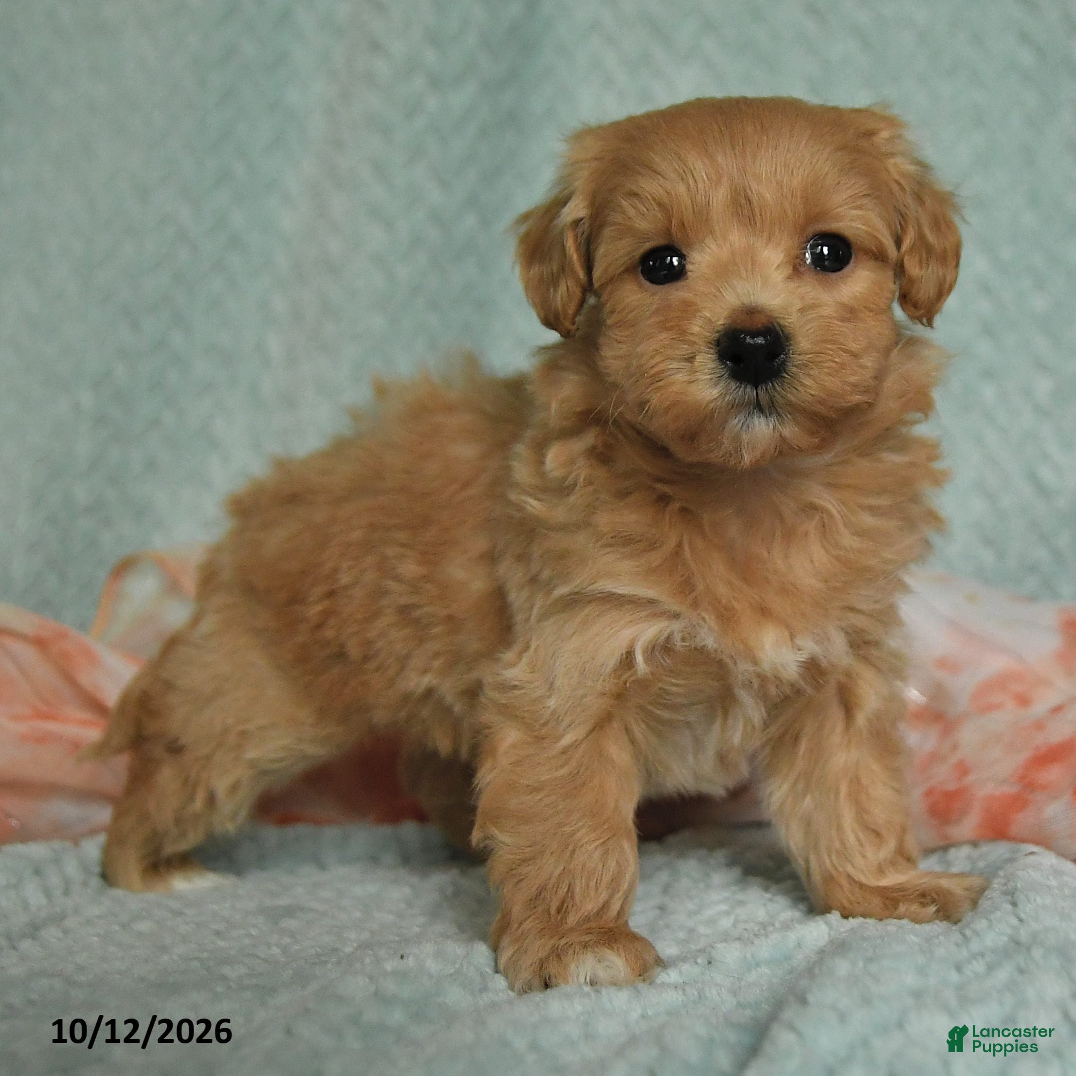 Maltipoo dogs Mervi - Ad 2