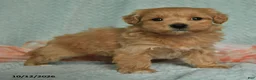 Maltipoo dogs for sale: Mervi - Ad 2