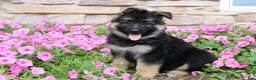 German Shepherd dogs for sale: Holly - Ad 8