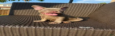 French Bulldog 1