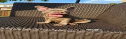 French Bulldog dogs for sale: French Bulldog 1 - Ad 1